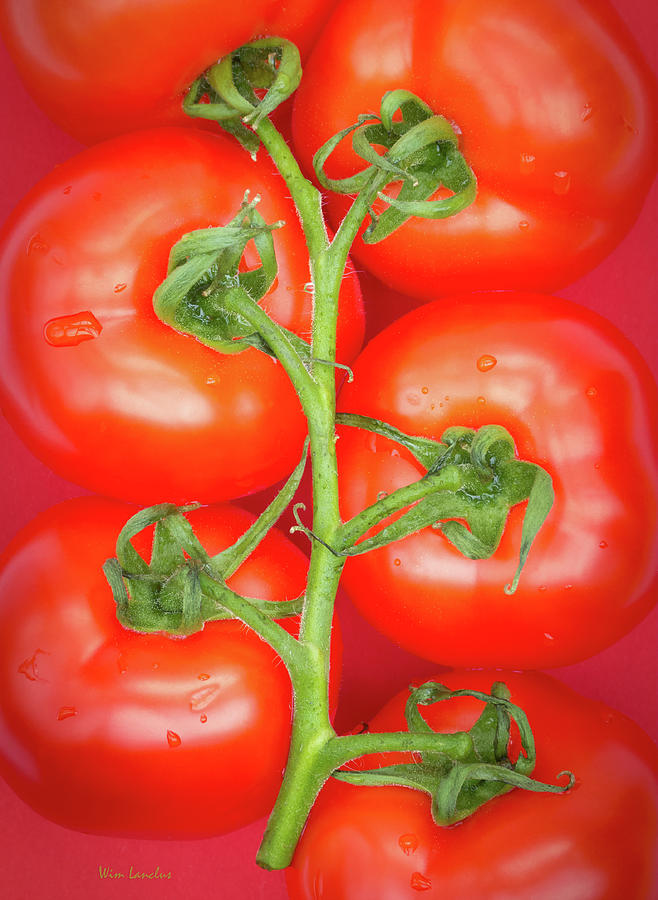 Tomato Photograph - Tomato Tree by Wim Lanclus
