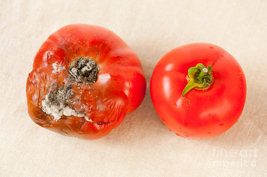 Tomato With Toxic Mold And One Good Fresh Fruit Photograph
