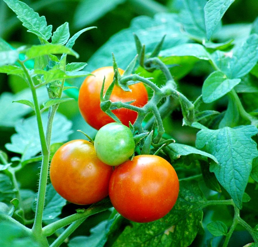 Tomatoe on Vine Photograph by James Boyd - Fine Art America