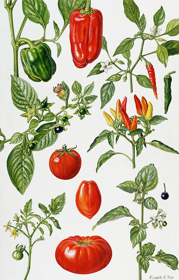 Tomato Painting - Tomatoes and related vegetables by Elizabeth Rice 