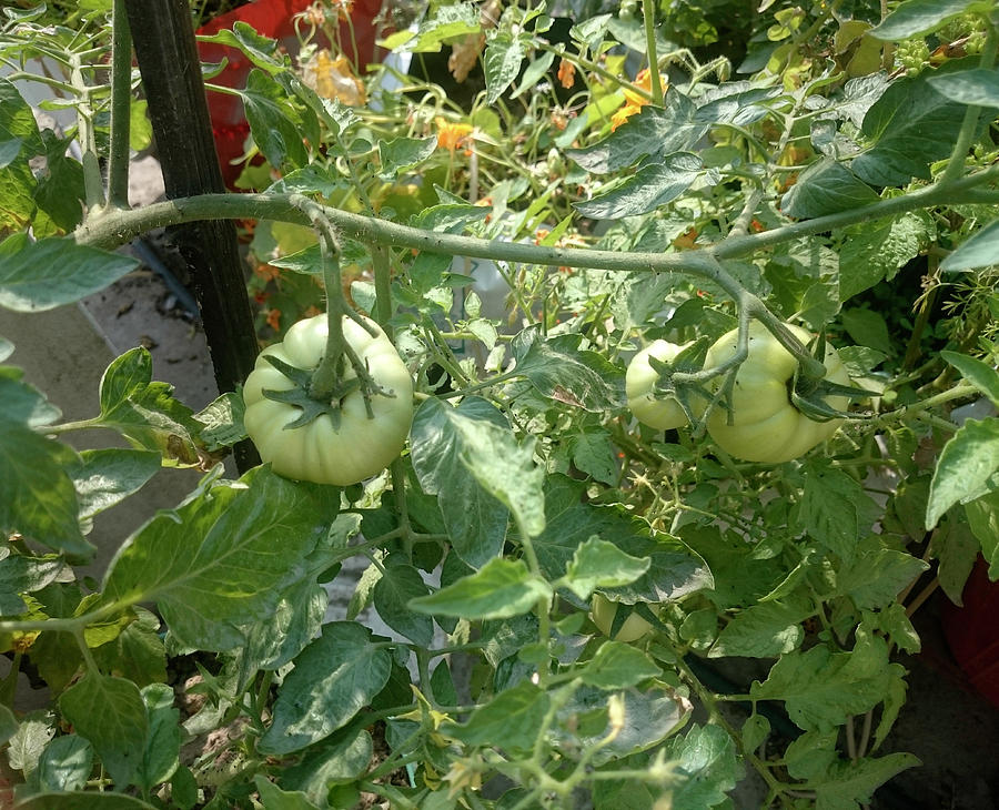 Tomato Photograph - Tomatoes hanging on a plant by Ashish Agarwal