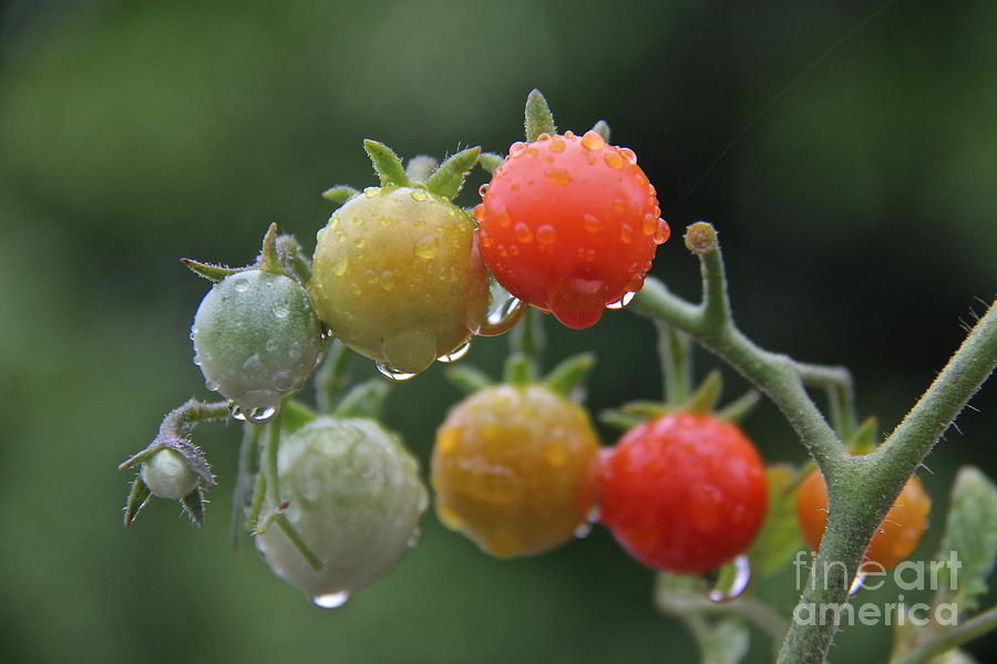 Tomatoes in the Rain Photograph by Suzanne Oesterling