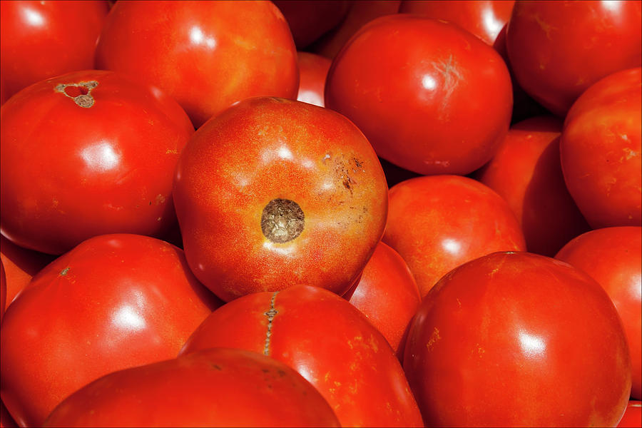 Tomatoes in the Sun Photograph by Robert Ullmann