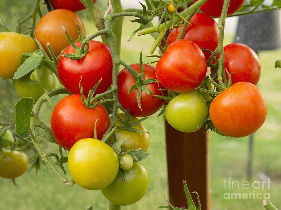 Tomato Photograph - Tomatoes by Louise Heusinkveld