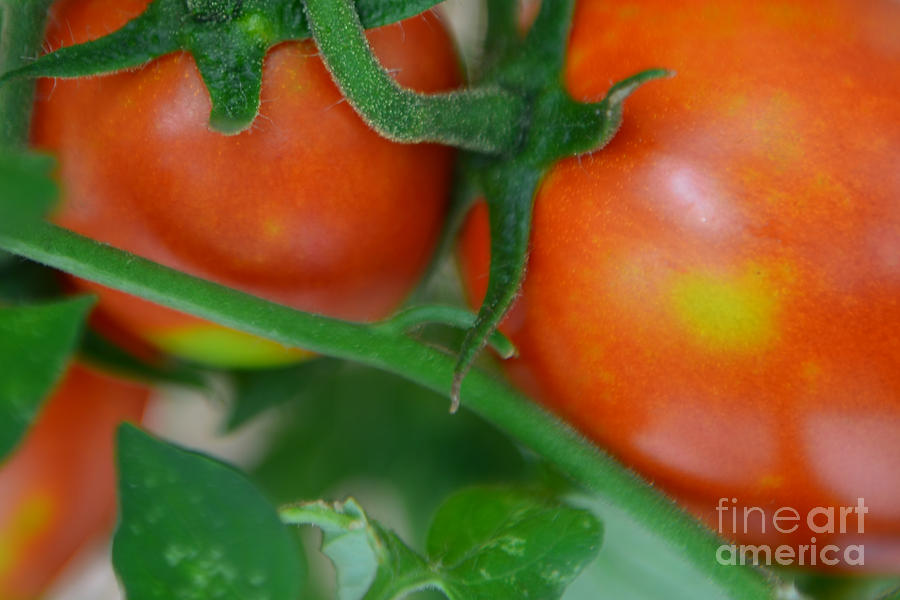 Tomatoes Photograph by Olga Hamilton