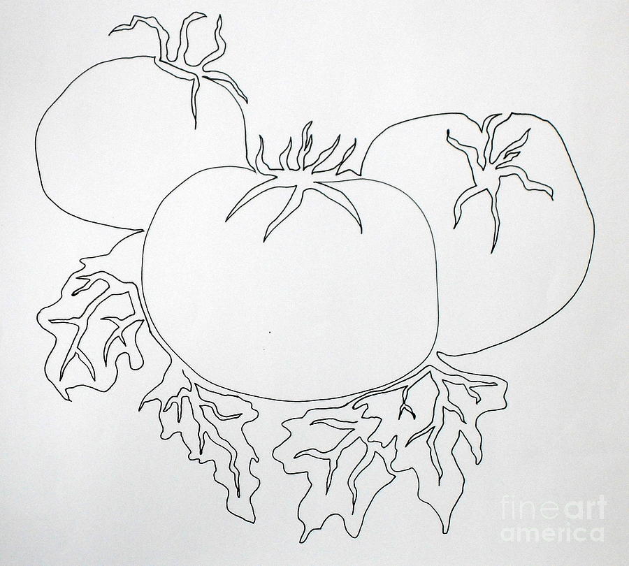 Tomatoes on a Vine in One Line Painting by Vicki  Housel
