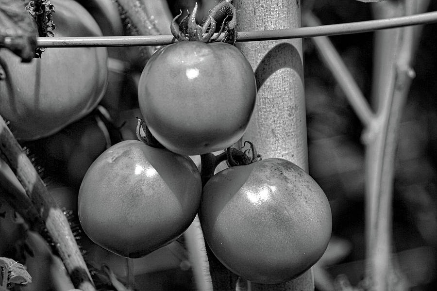 Tomato Photograph - Tomatoes on the Vine BW by Selena Lorraine