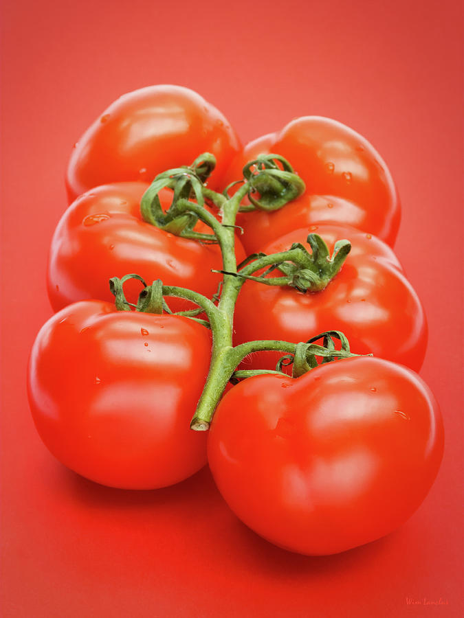 Tomatoes Photograph by Wim Lanclus
