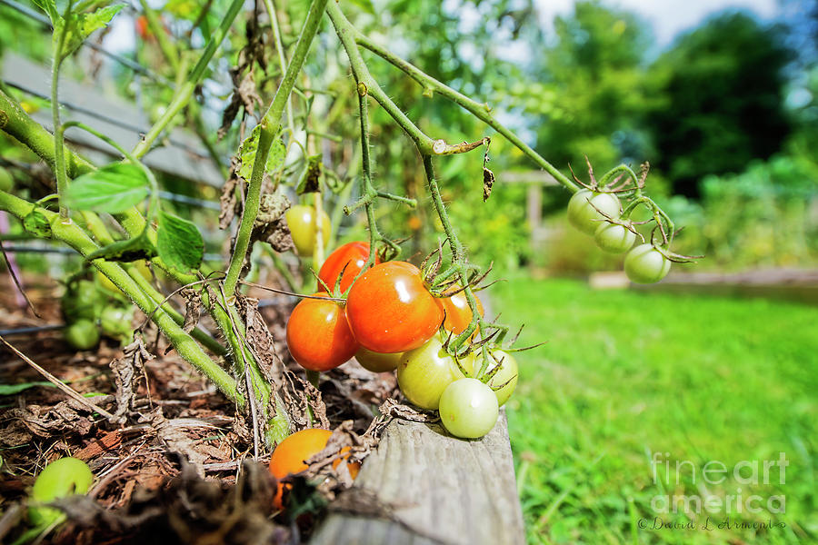 Tomatos Photograph by David Arment