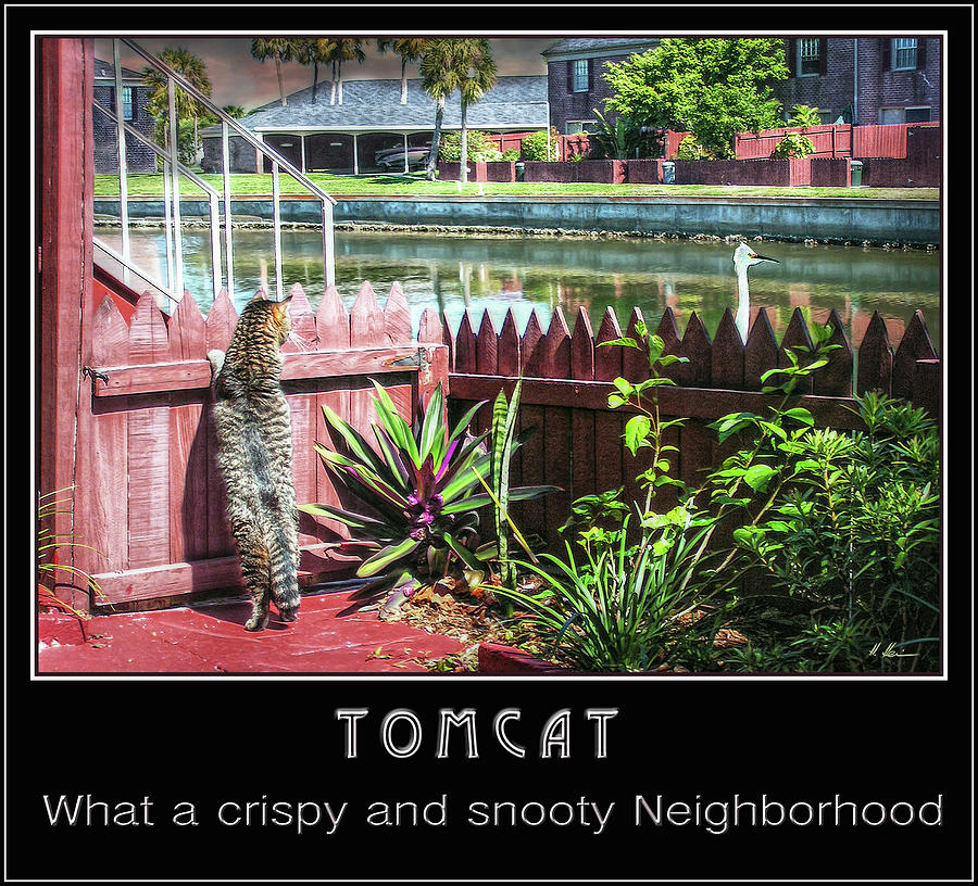 Egret Photograph - Tomcat Breakfast by Hanny Heim