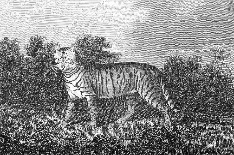 1808 Photograph - Tomcat by Granger