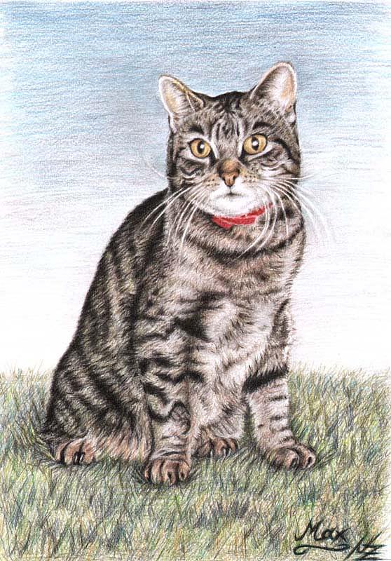 Cat Drawing - Tomcat Max by Nicole Zeug