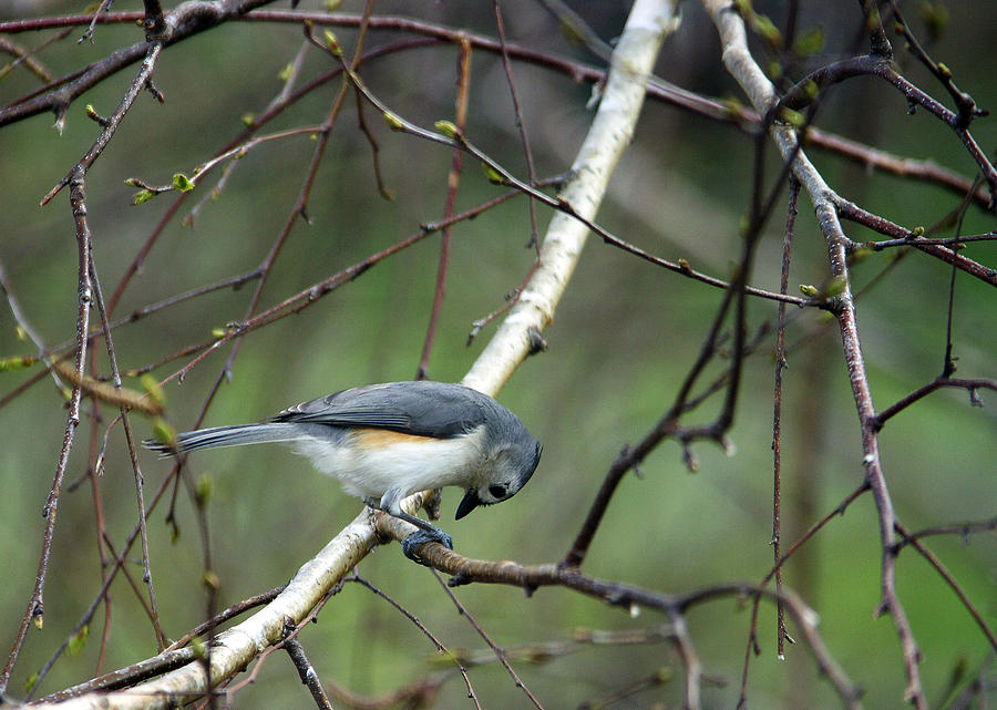 Titmouse Photograph - Tommy Titmouse by Bill Morgenstern