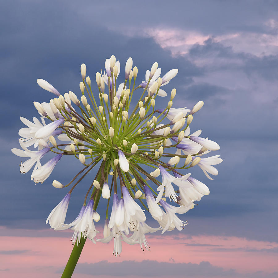 Tomorrow Is Another Day Agapanthus Square Photograph by Gill Billington