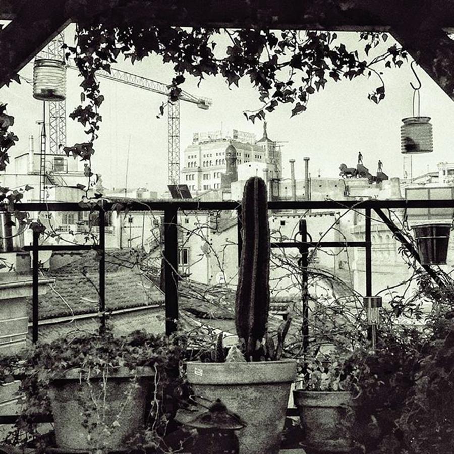 City Photograph - Toms Garden
#plant #garden #balcony by Rafa Rivas