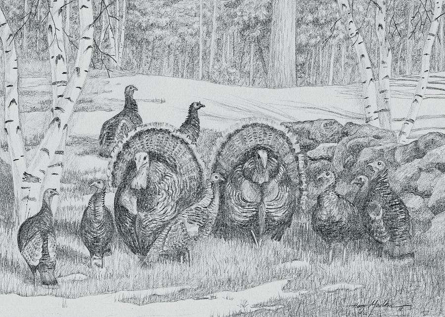 Toms in the Spring Drawing by Harry Moulton