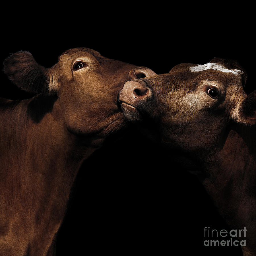 Toned Down Bovine Affection Photograph by Paul Davenport