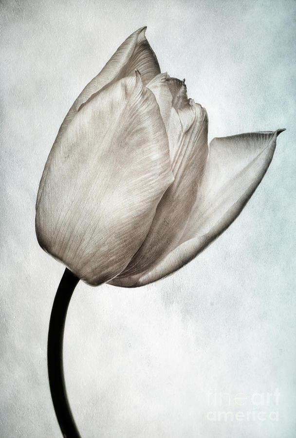 Toned Tulip Photograph