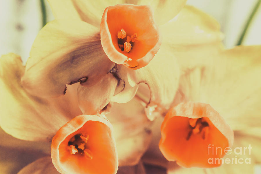 Toned vintage spring daffodils Photograph by Jorgo Photography