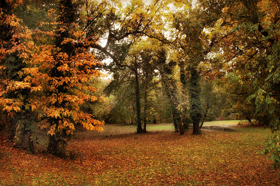 Tones of Autumn #1 Photograph by Jessica Jenney