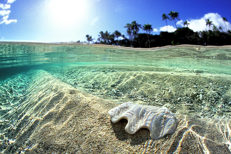 Nature Photograph - Tongan Clam Shell. by Sean Davey