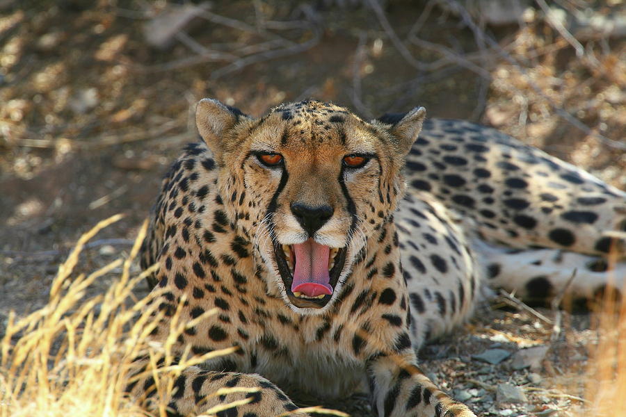 Tongue And Cheek Cheetah Photograph by Bruce J Robinson