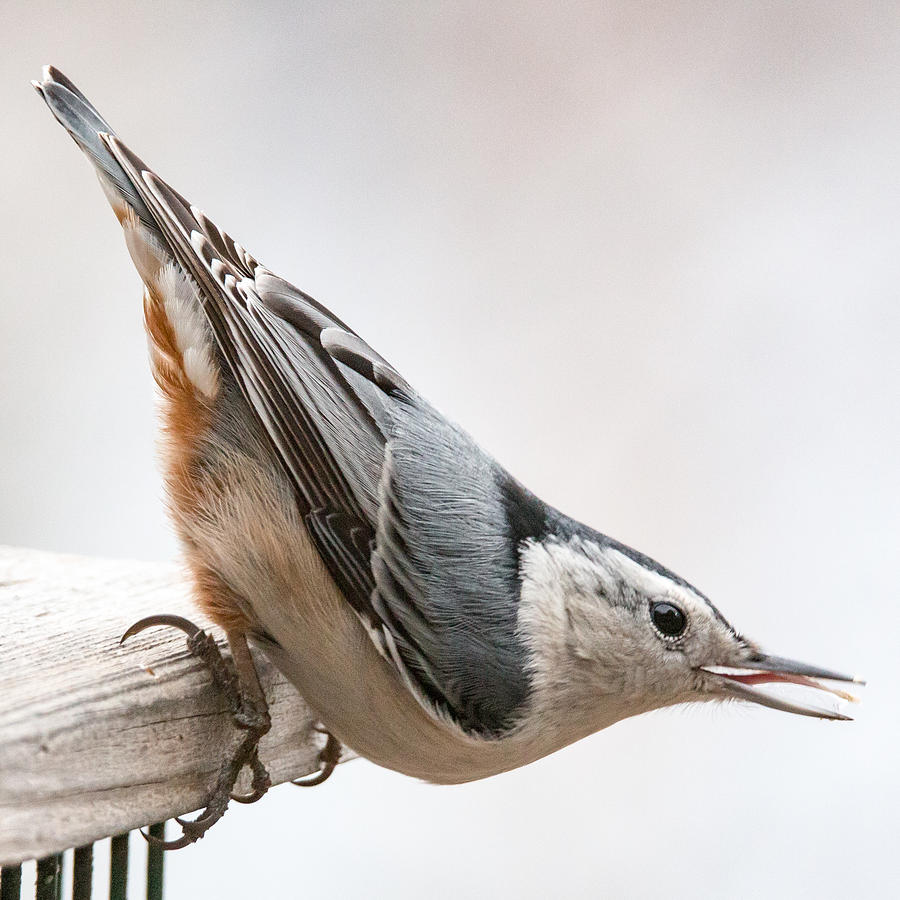 Tongue In Groove Photograph by Allison Coffin - Fine Art America