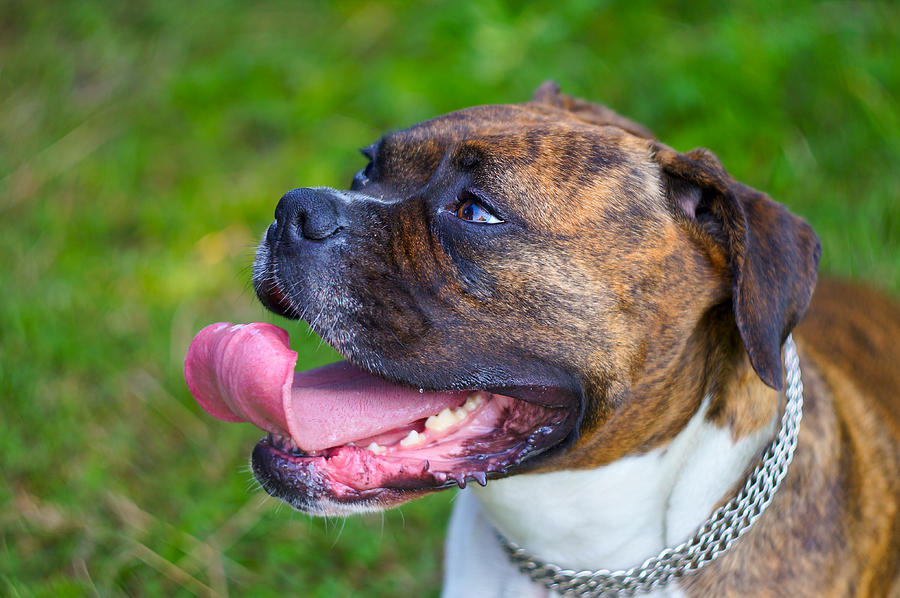 Tongue lolling boxer Photograph by Vsevolodas Boicenka - Fine Art America