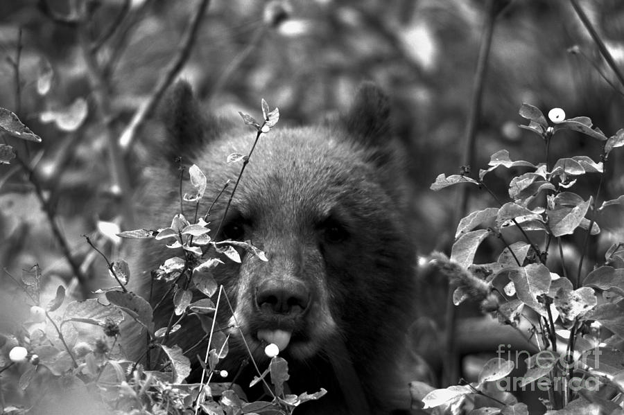 Tongue On The Berry Black And White Photograph by Adam Jewell