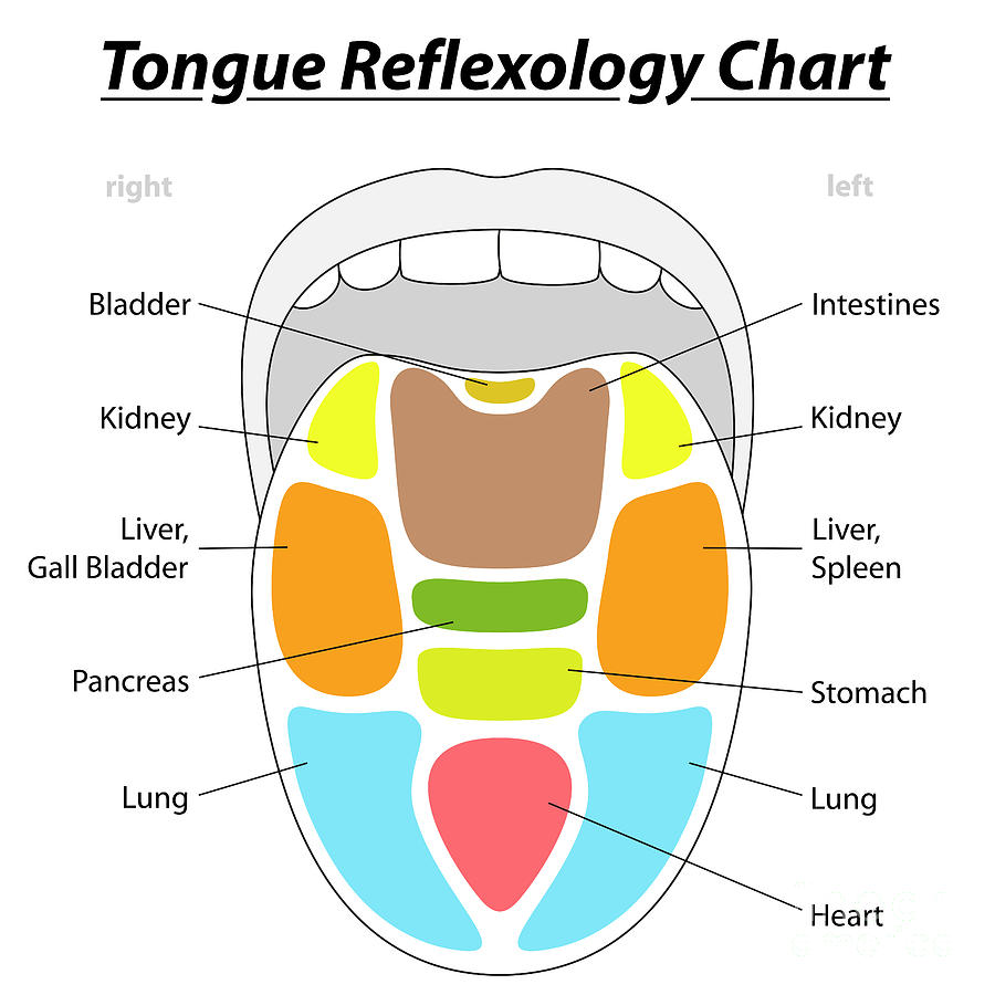 Tongue Reflexology Chart