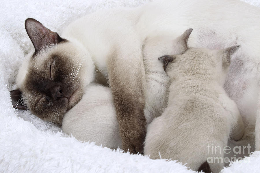 Tonkinese Cat And Kittens Photograph by Jean-Michel Labat