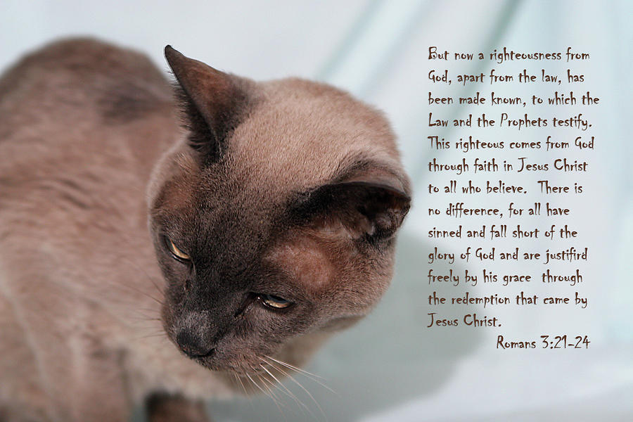 Scripture Photograph - Tonkinese Cat Romans 3 V 21-24 by Linda Phelps Scripture Photograph - Tonkinese Cat Romans 3 V 21-24 by Linda Phelps