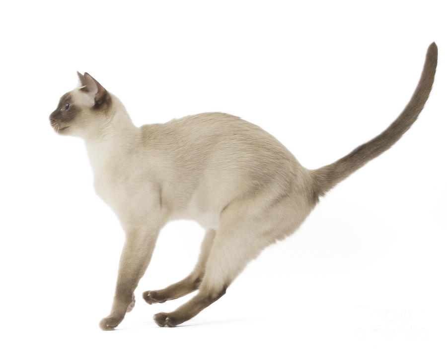 Tonkinese Cat, Siamese and Burmese cross Photograph by Mary Evans ...