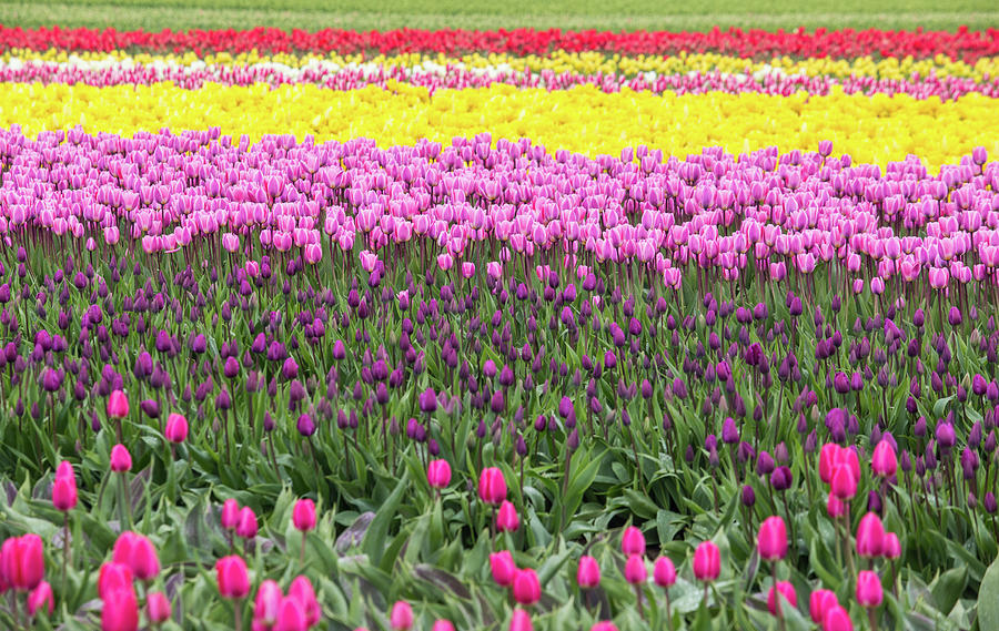 Tons of Tulips Photograph by Ashlyn Gehrett