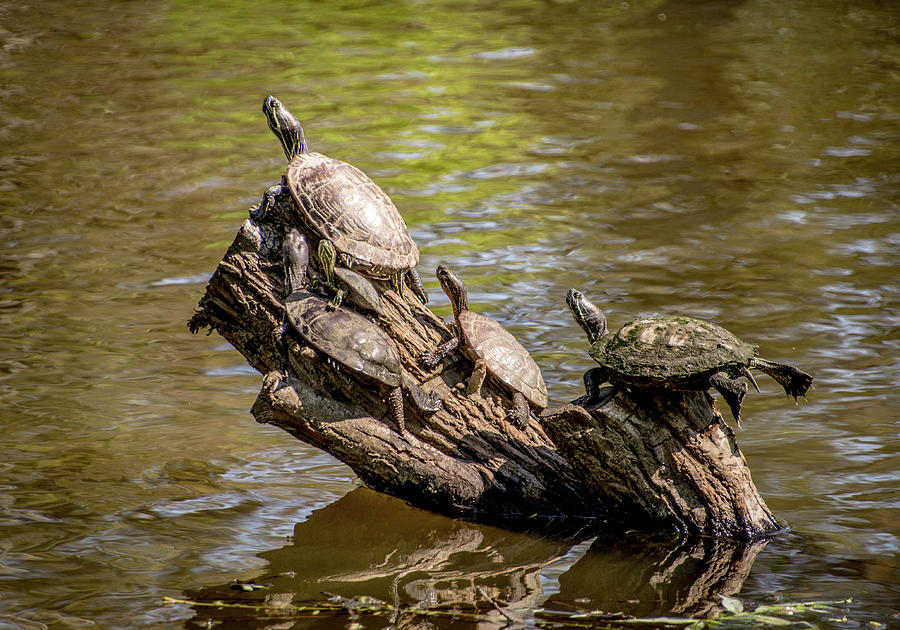 Tons of Turtles Photograph by Steph  Gabler