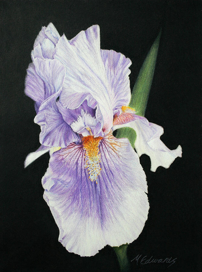 Tonto Basin Iris Drawing by Marna Edwards Flavell