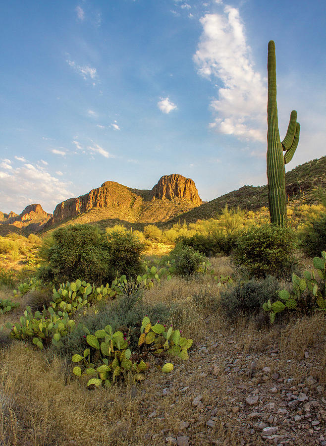 Tonto National Forest Photograph - Tonto National Forest by Kevin Deal