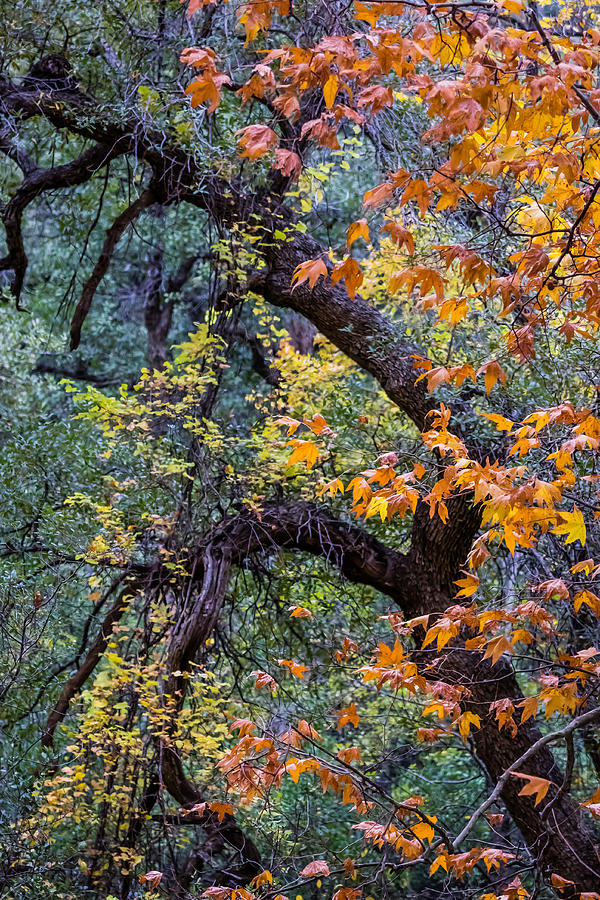 Tonto Trees Photograph by Gary Migues