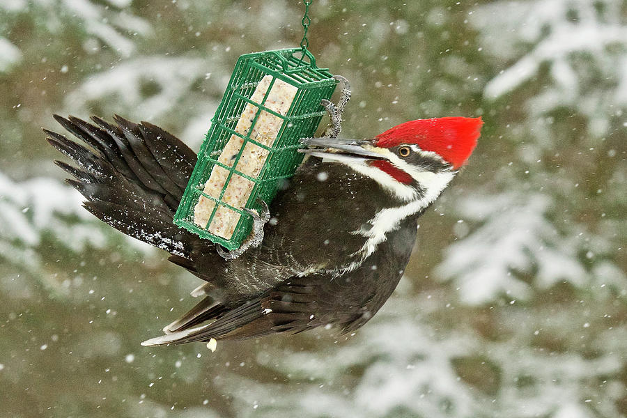 Too Big for the Feeder Photograph by Michael Peychich