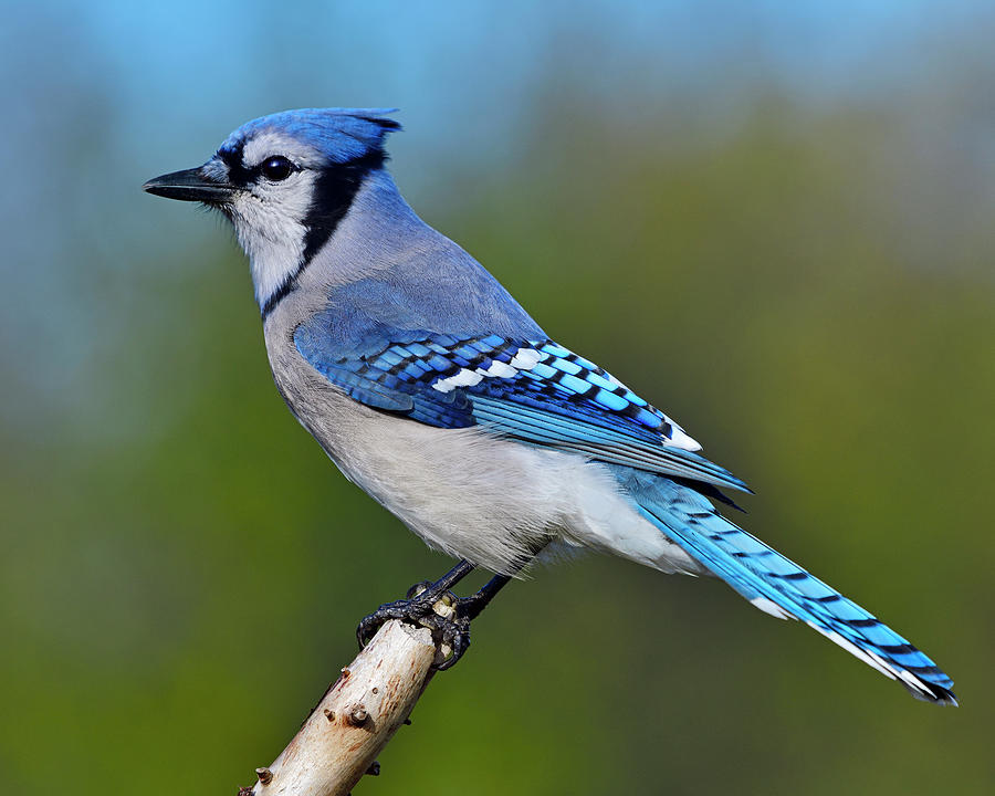 Blue Jay Photograph - Too Blue by Tony Beck