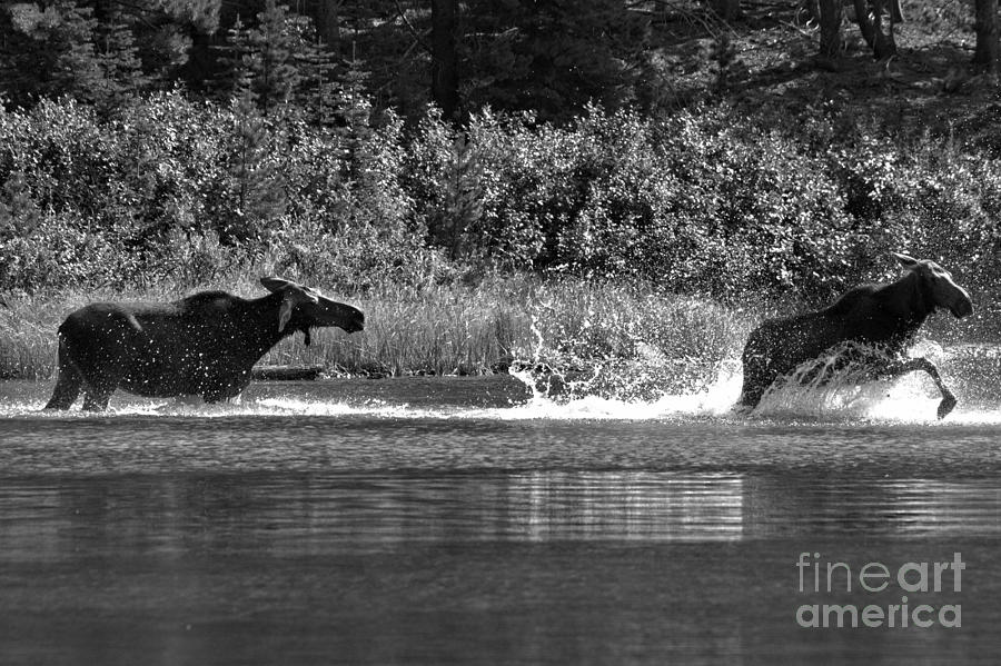 Glacier National Park Photograph - Too Close For Comfort Black And White by Adam Jewell