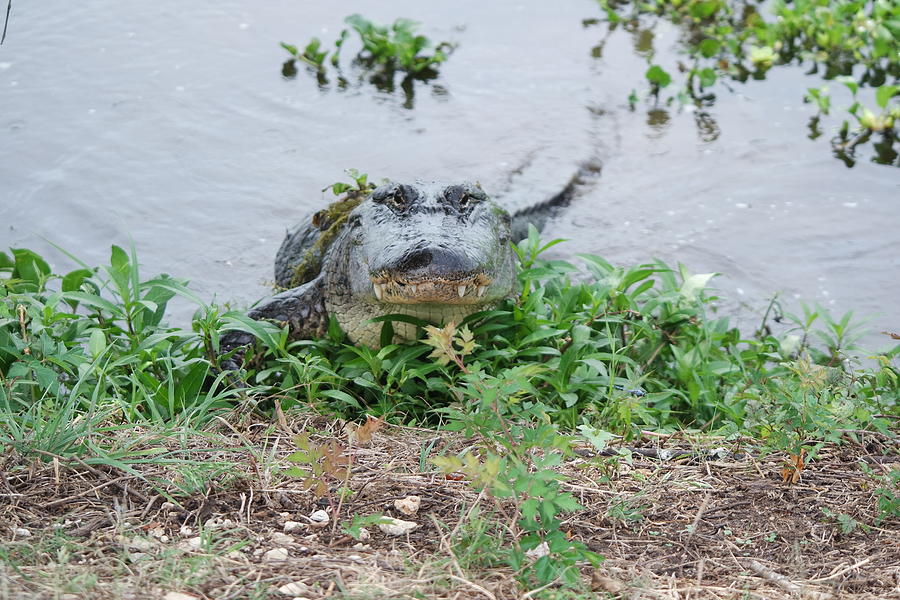 Alligator Photograph - Too Close for Comfort by Michael Bonagurio