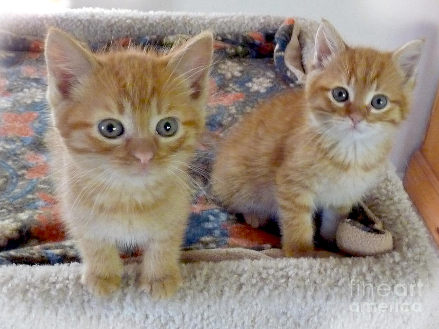 cute baby orange tabby kittens