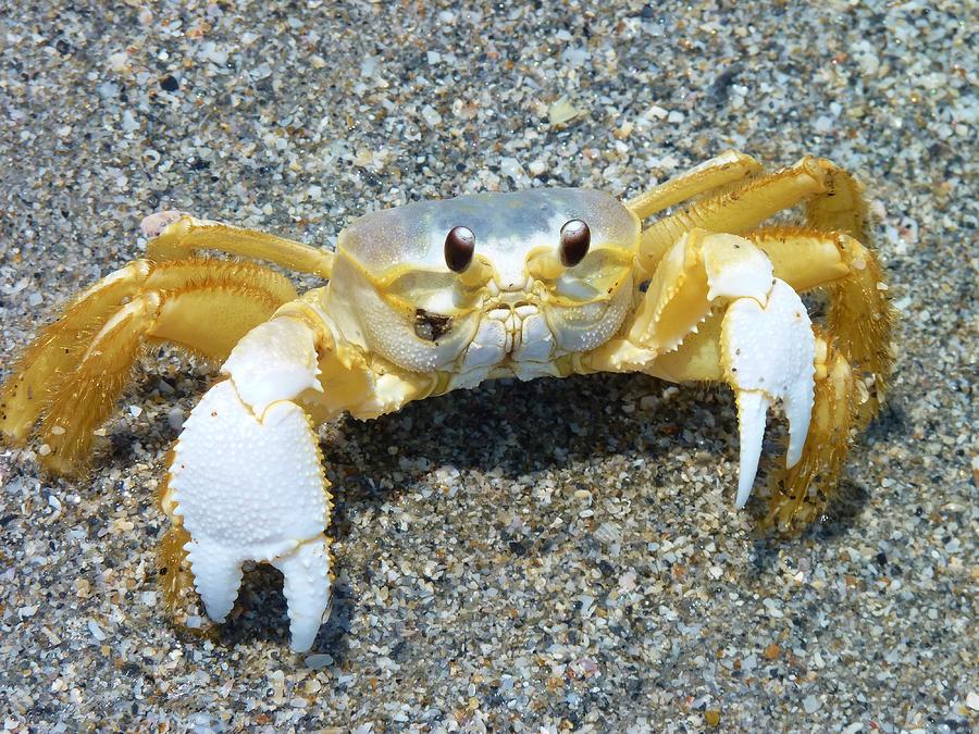 Too Cute to be Crabby Photograph by Jeanette Oberholtzer