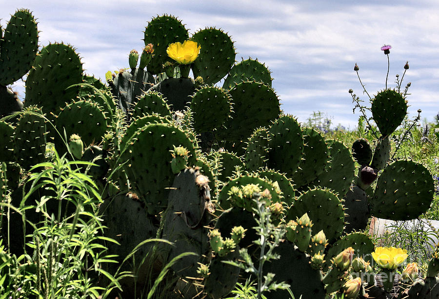 Cactus Photograph - Too Many Good Points by Maris Salmins