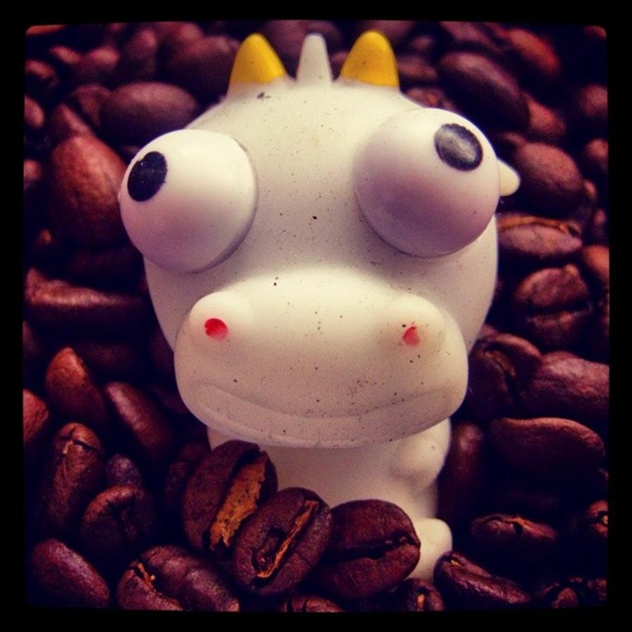 Coffee Photograph - Too Much #coffee Cow Is Visiting #sf ! by Rasayana Coffee