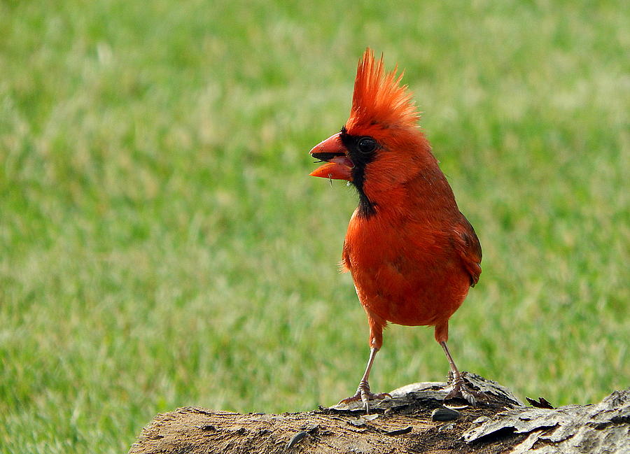 too-much-hairspray-photograph-by-karen-cook-fine-art-america