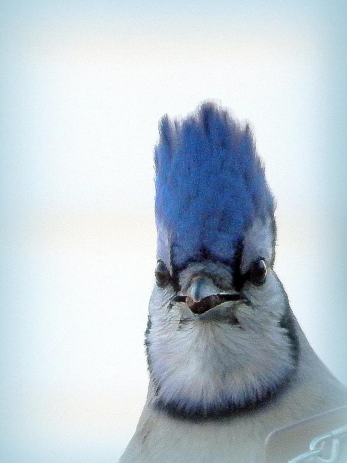 Blue Jay Photograph - Too Much Mousse? by Karen Cook