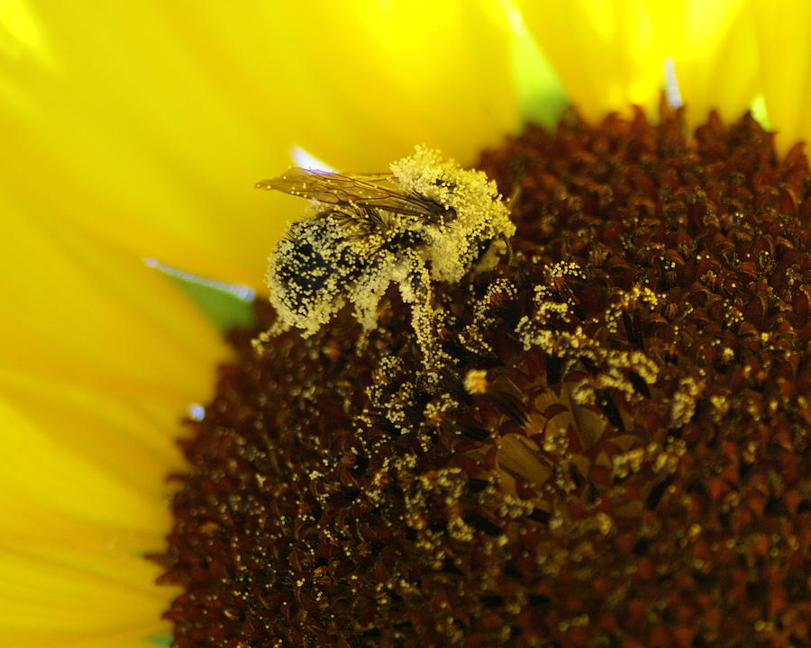 Too much pollen Photograph by Ben Upham III