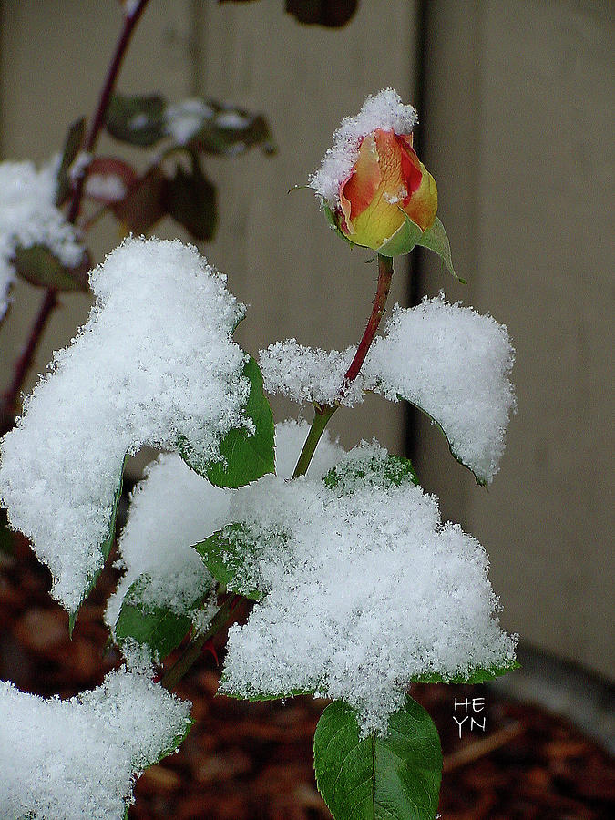 Too Soon Winter - Yellow Rose Photograph by Shirley Heyn